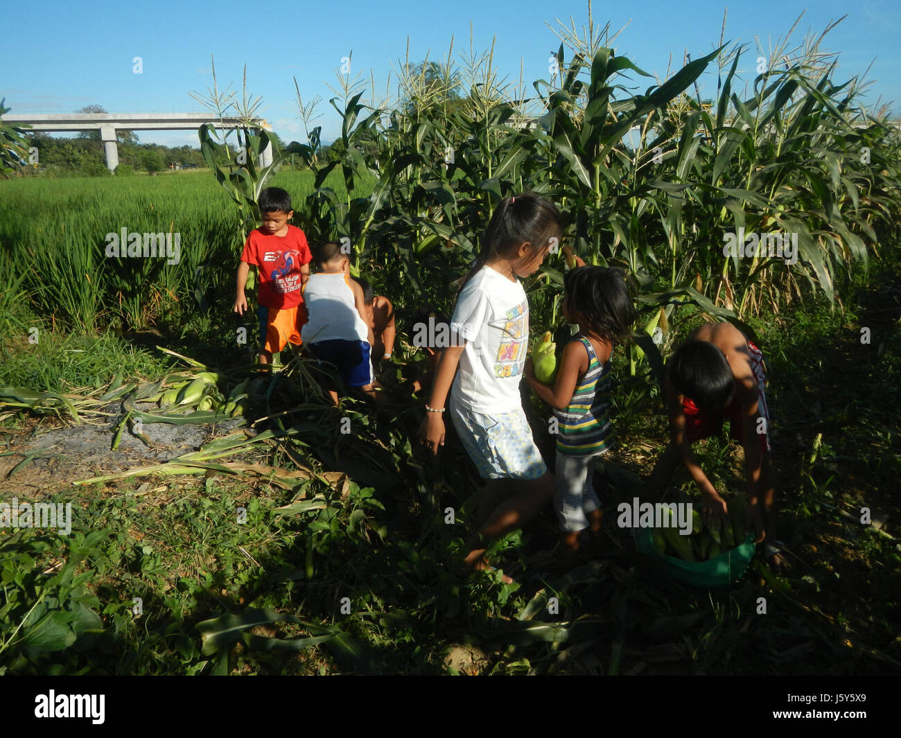 Cette image montre des rizières le long de la route de contournement artériel à Tambubong Caingin, San Rafael, Bulacan. La région est connue pour la riziculture et les activités agricoles. Banque D'Images