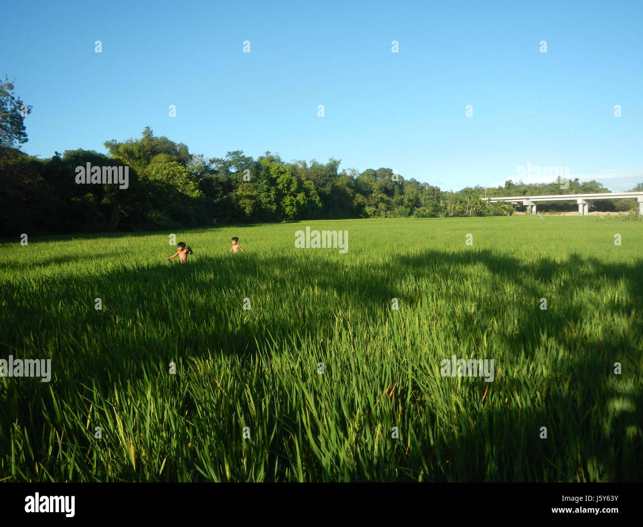 Les rizières et la voie de contournement des routes artérielles à Tambubong Caingin, San Rafael, Bulacan, sont essentielles pour le transport local et l'agriculture. La route facilite le transport des produits agricoles, augmentant ainsi la production agricole de la région. Banque D'Images