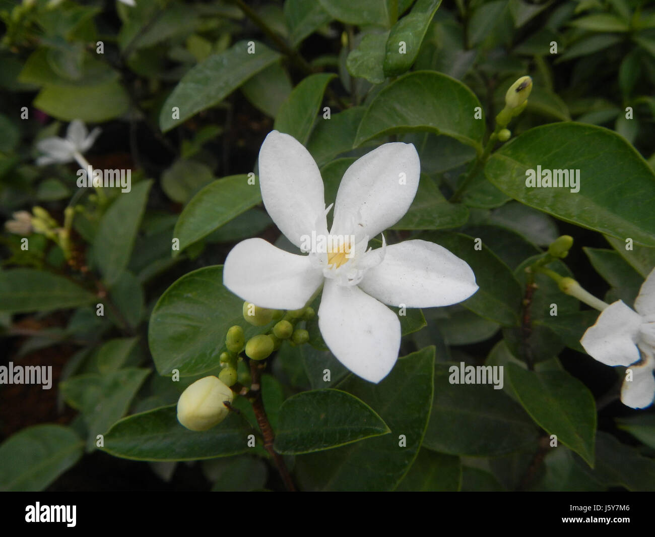 Wrightia antidysenterica, communément appelé ange blanc, est une espèce de plante à fleurs trouvée aux Philippines. Il est connu pour ses fleurs blanches et ses propriétés médicinales. Banque D'Images