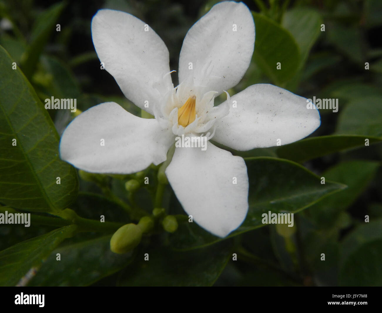 Wrightia antidysenterica, communément appelé Ange Blanc, est une espèce de plante originaire des Philippines. Il est remarquable pour ses propriétés médicinales et ses fleurs ornementales. Banque D'Images