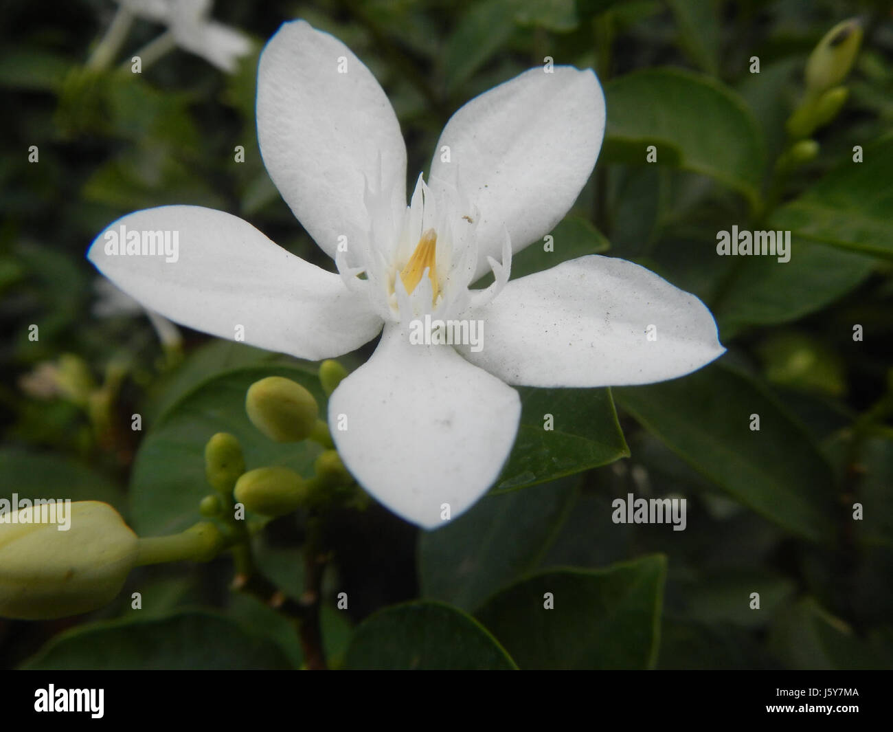 Wrightia antidysenterica, communément appelé « Ange blanc », est une espèce de plante à fleurs originaire des Philippines. Il est utilisé en médecine traditionnelle et à des fins ornementales. Banque D'Images
