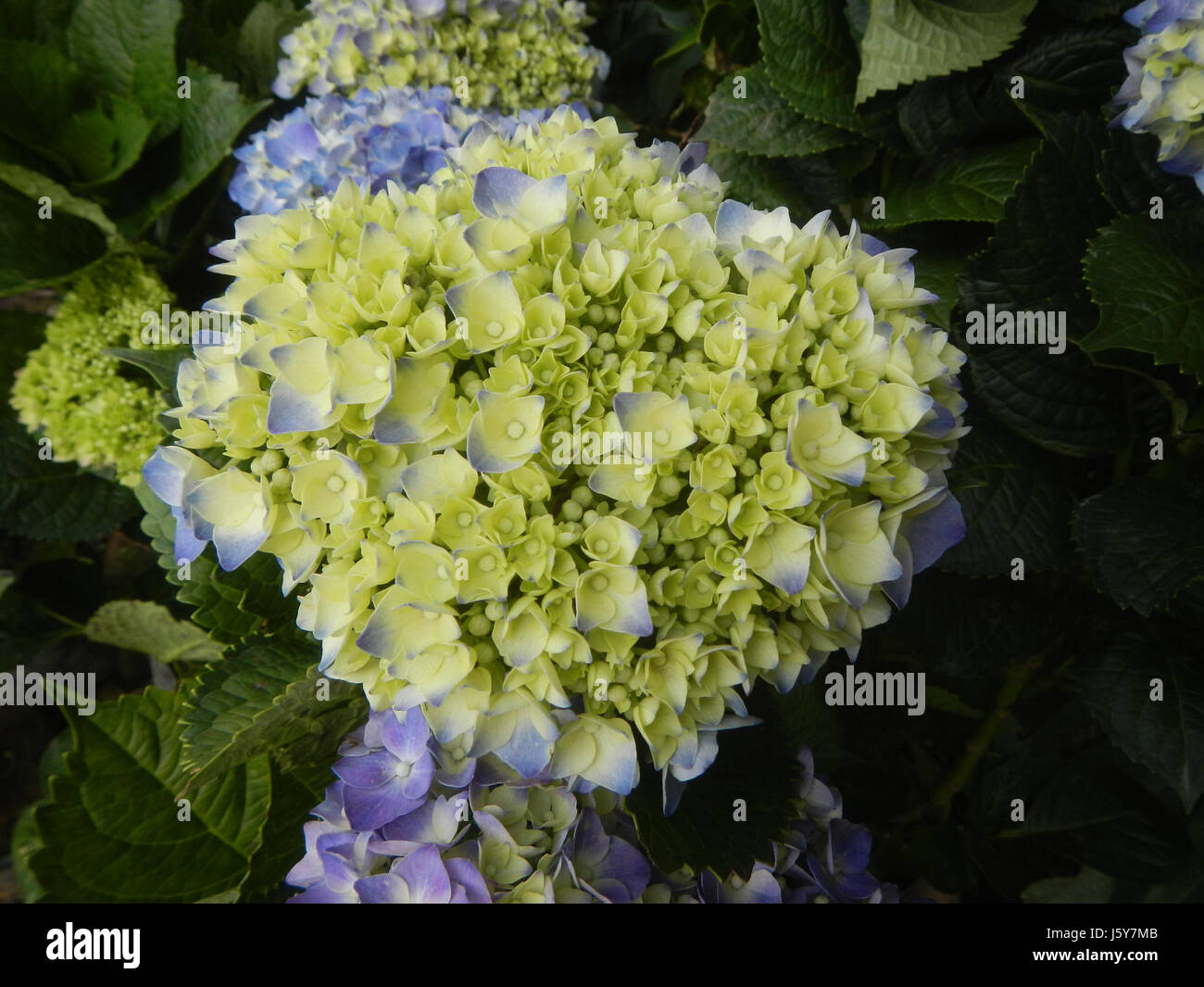 Cette image présente divers cultivars d'Hydrangea macrophylla, communément appelés hortensias à tête de balai, qui sont largement cultivés aux Philippines à des fins ornementales et d'aménagement paysager. Banque D'Images