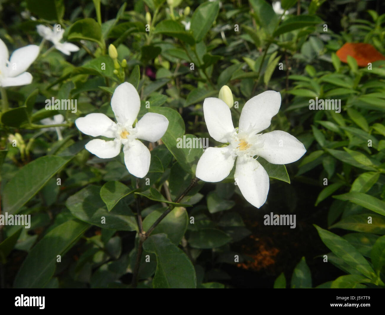 Wrightia antidysenterica, communément appelé « Ange blanc », est une espèce de plante à fleurs originaire des Philippines. Il est apprécié pour sa beauté ornementale et son rôle dans les écosystèmes locaux. Banque D'Images