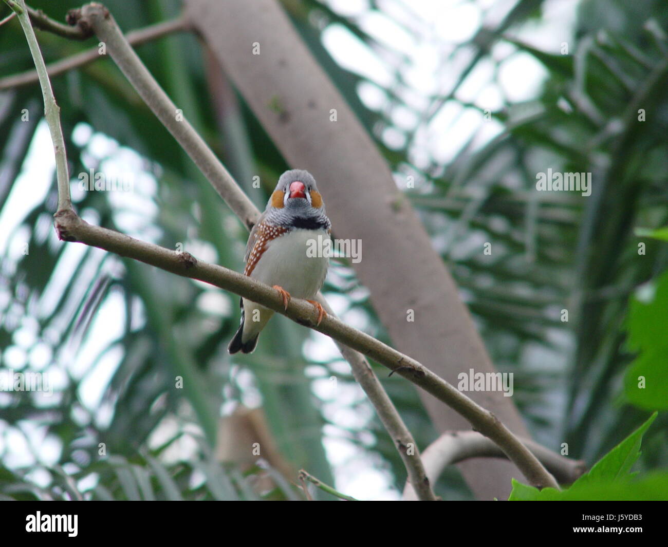 oiseau sur branche Banque D'Images