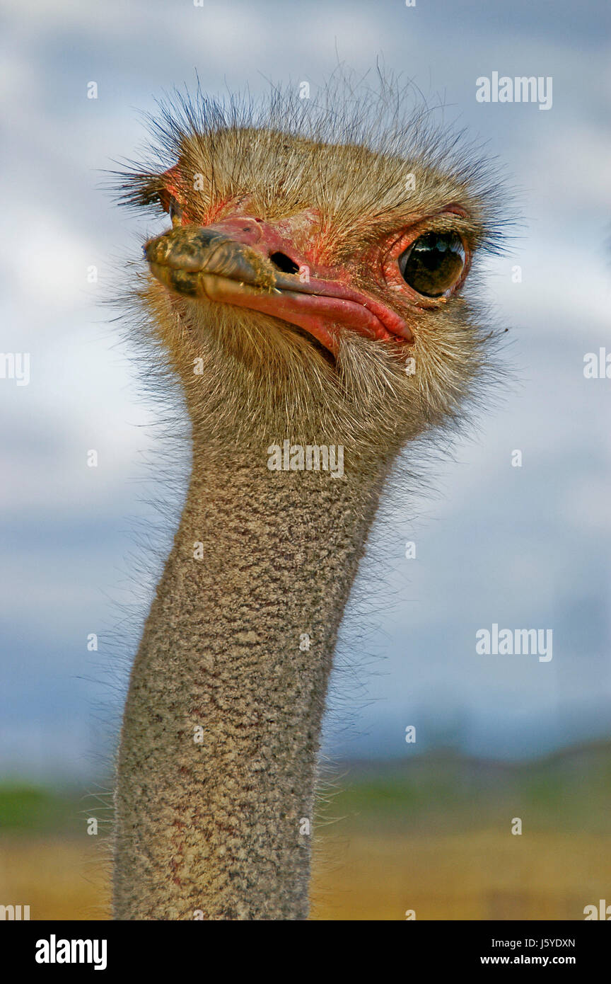 Oiseaux Oiseaux Yeux Humour Portrait Plein D Autruche Bec Bec Chef Nosegay Belle Photo Stock Alamy