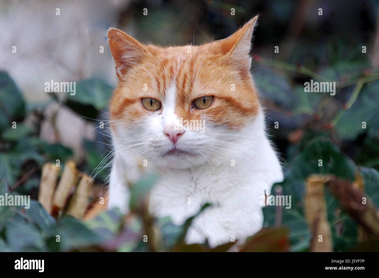 La Peau De Fourrure De Chat Minou Chat Domestique Europeen Poils De Fourrure Blanche De Race Blanche Sont Situees Photo Stock Alamy