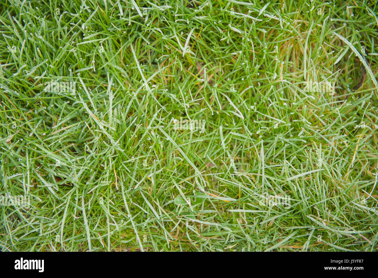 Brins d'herbe sur la pelouse au-dessus du plan Banque D'Images