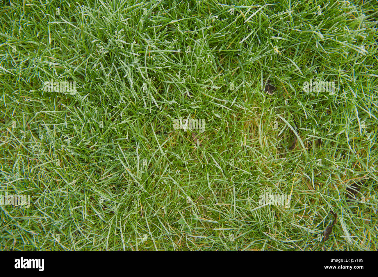 Brins d'herbe sur la pelouse au-dessus du plan Banque D'Images