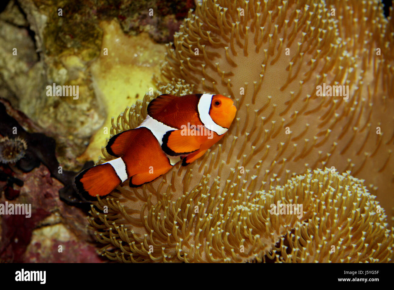 Poisson clown Nemo atoll toy Poissons Le poisson poisson clown Nemo atoll  coraux poissons poissons jouet Photo Stock - Alamy
