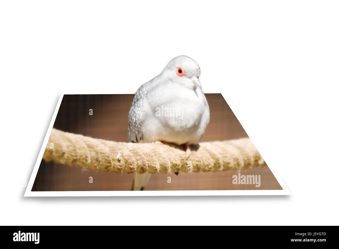 Oiseaux Oiseaux plumes Australie photo photo pigeon oiseau déduction copie image Banque D'Images