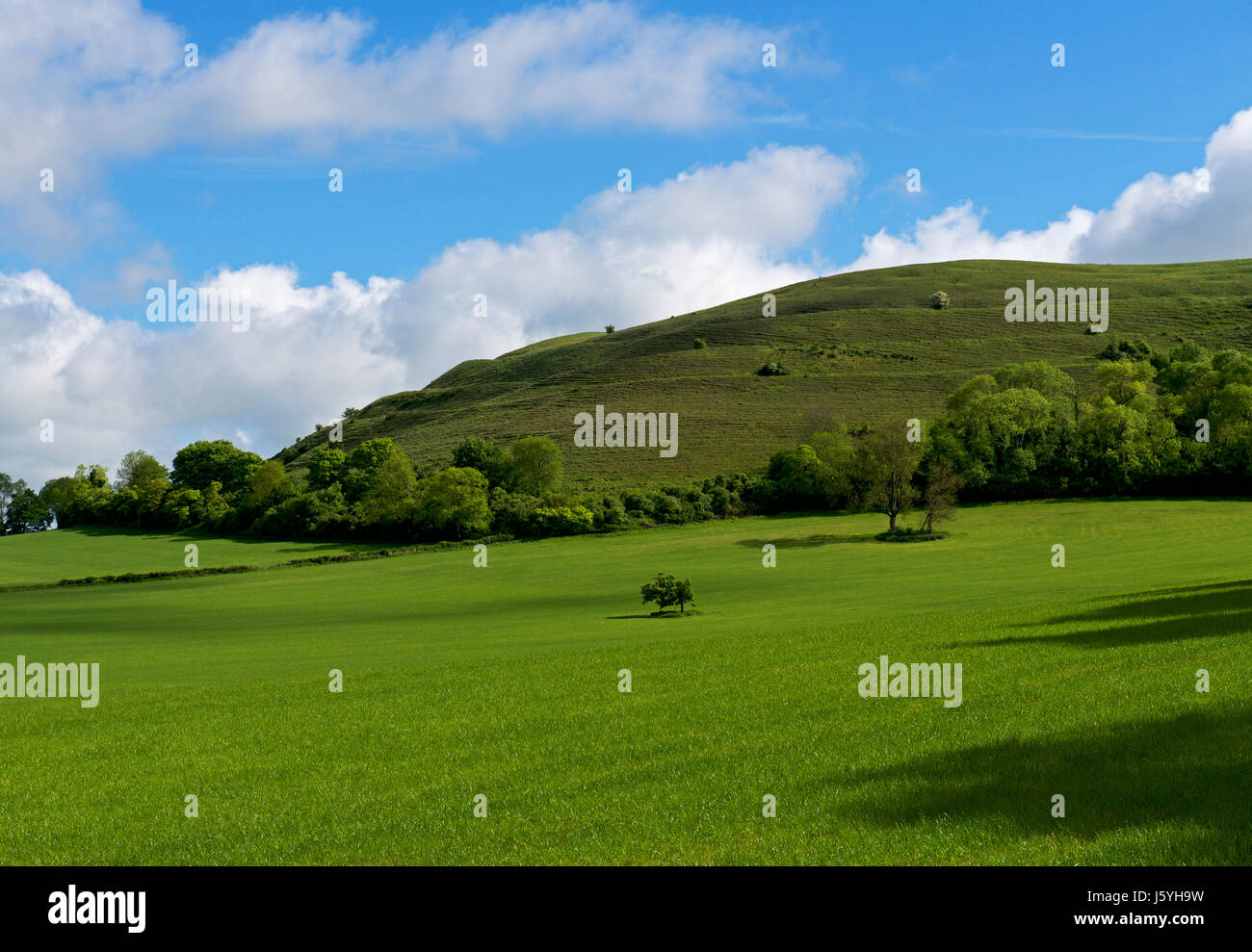 Hambledon Hill, une colline fort préhistorique dans le Dorset, Angleterre, Royaume-Uni Banque D'Images