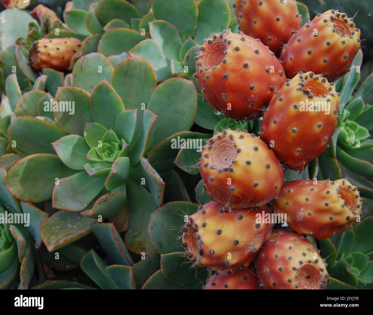 Cactus fruits fruit vert doux Isle île île isle rouge comestible cactus Banque D'Images