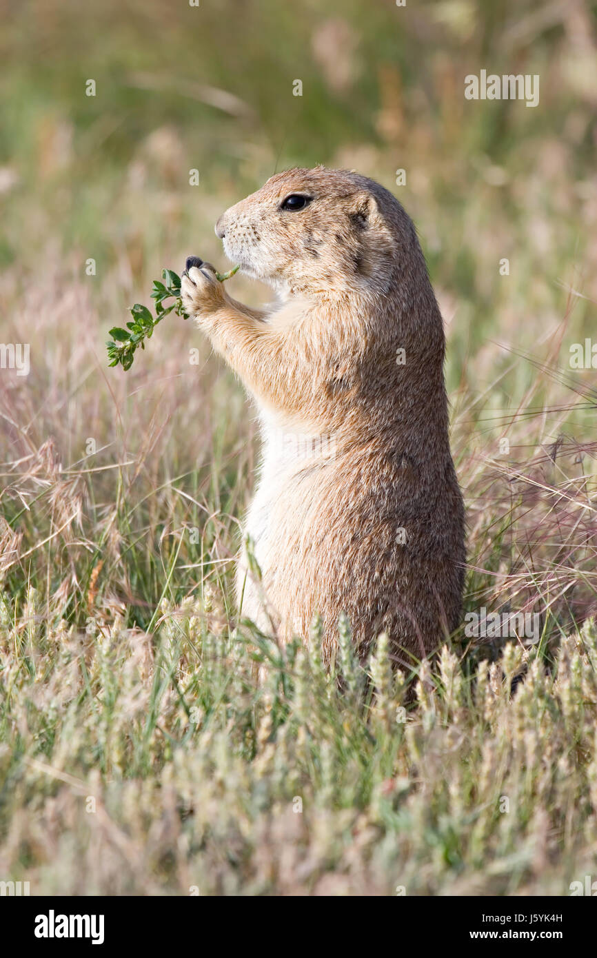 Chien de prairie de la faune animal gros plan gros plan nature champ sauvage de la faim animale Banque D'Images