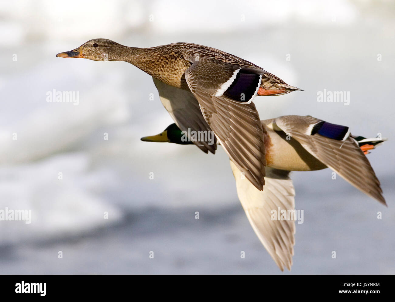 Les oiseaux d'hiver Ailes de canard congelé l'eau de la rivière d'hiver gelé de vol des oiseaux plumes Banque D'Images