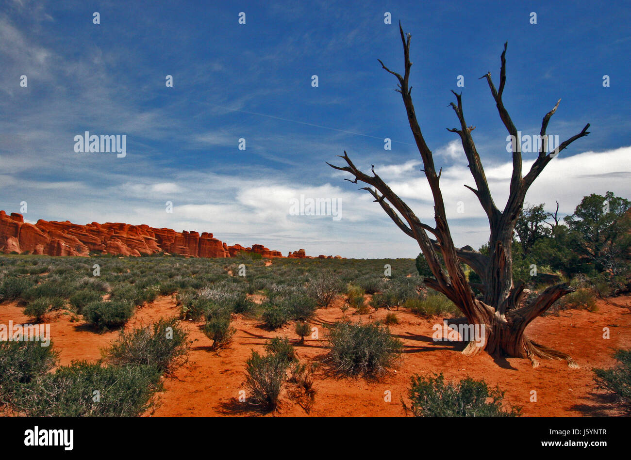 États-unis d'Amérique latine touchés par la sécheresse de l'arbre mort bleu désert désert du parc national park usa Banque D'Images