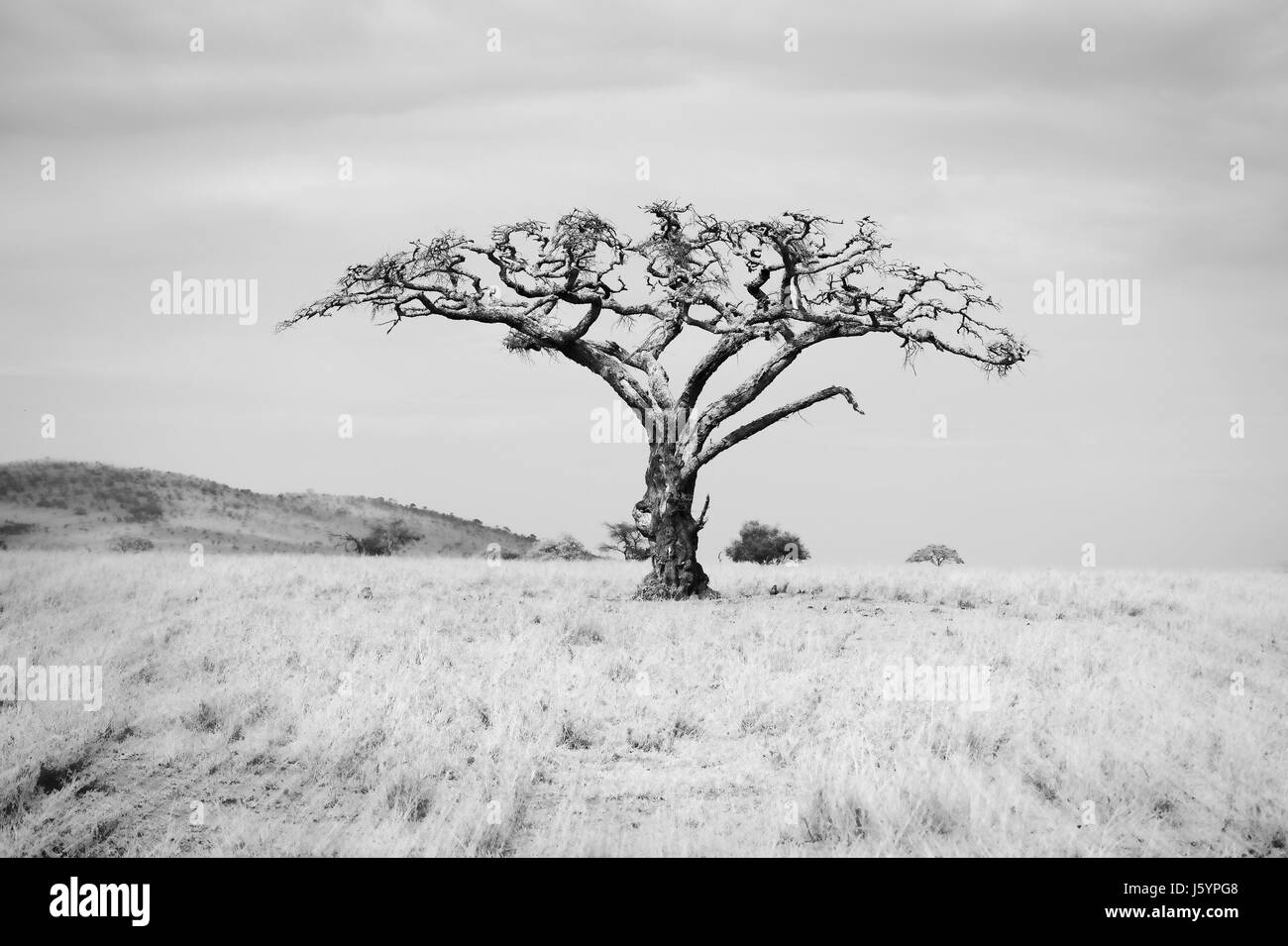 Baobab sur les plaines du Serengeti en Tanzanie du Nord Banque D'Images