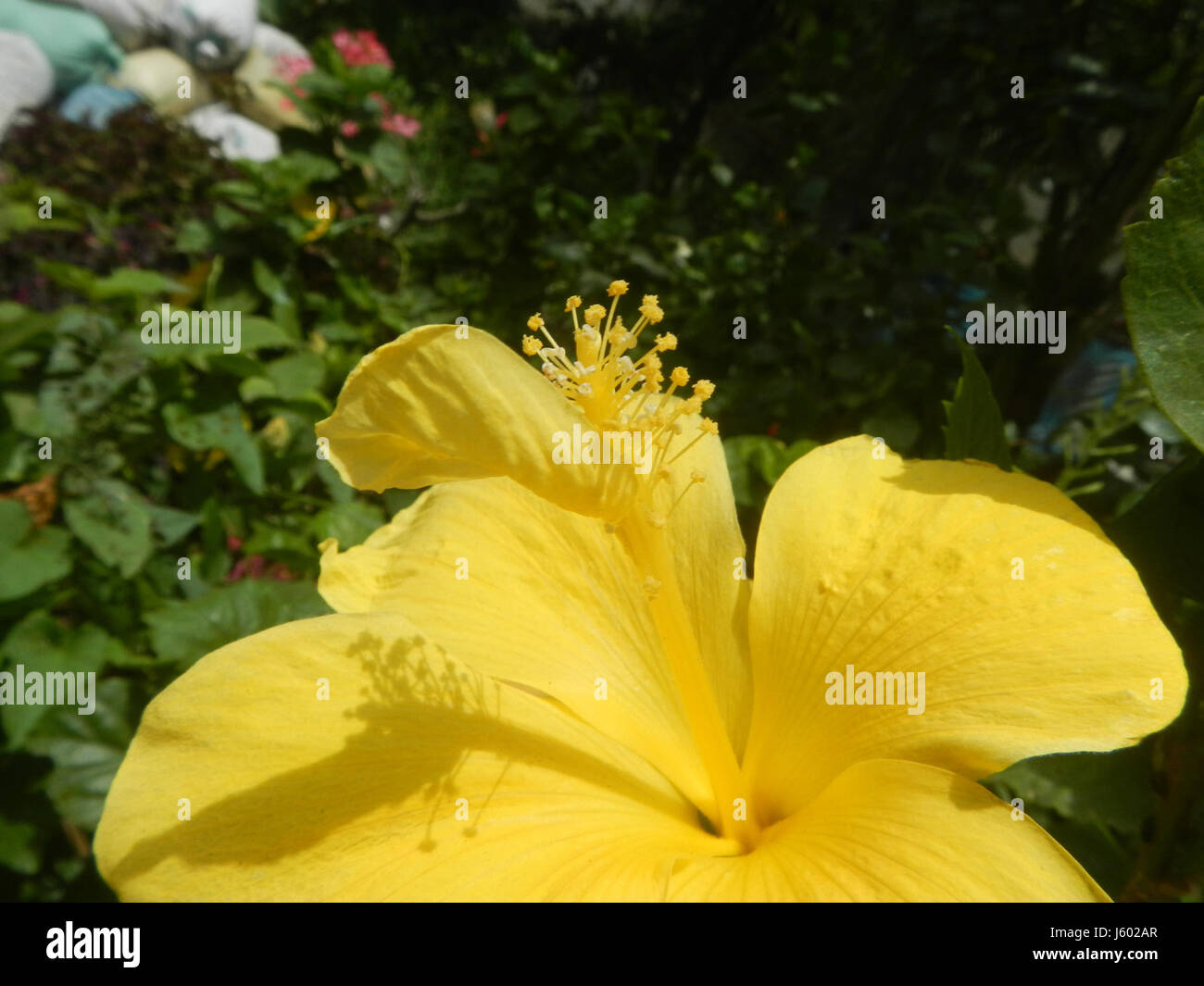 '02823' identifie un spécimen d'Hibiscus rosa-sinensis, communément appelé hibiscus chinois, trouvé à Bulacan, aux Philippines, mettant en évidence la riche biodiversité de la région. Banque D'Images