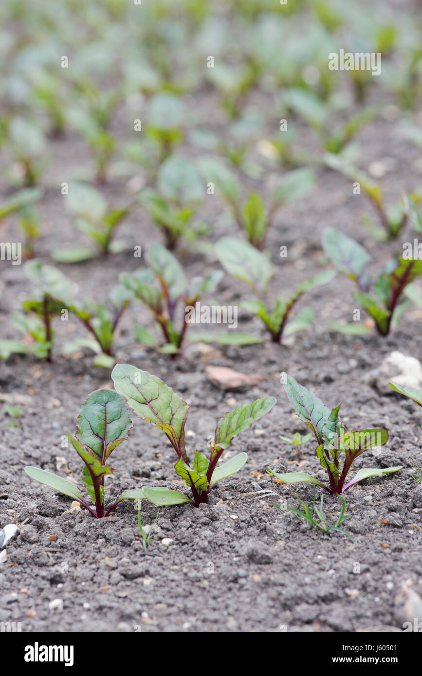 Les jeunes plants de betterave dans une rangée plantée dans un jardin potager Banque D'Images