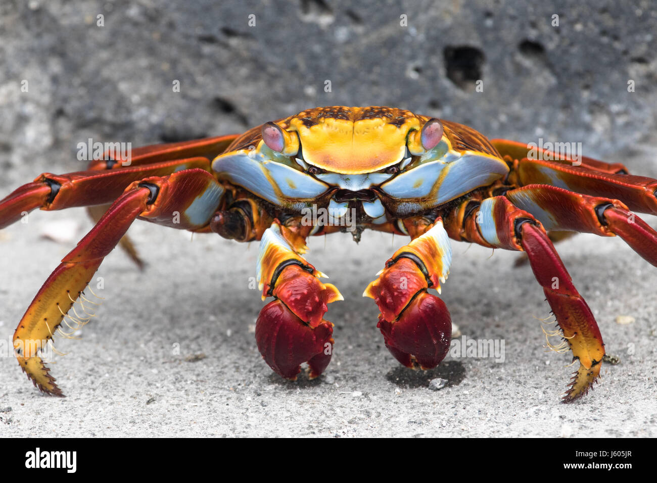 Sally Lightfoot crab sur un rocher dans les Galapagos Banque D'Images