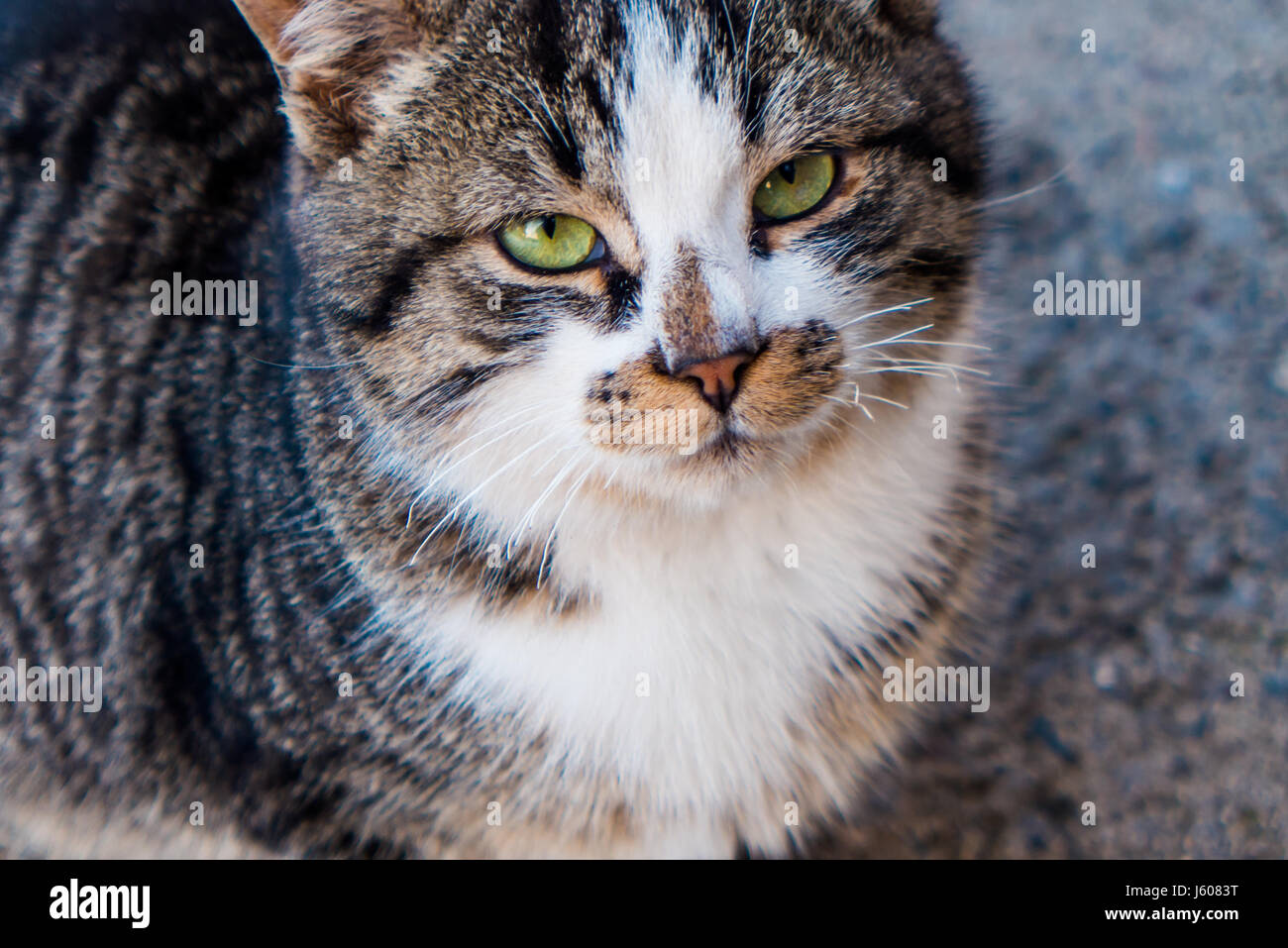 A propos d'un chat Banque D'Images