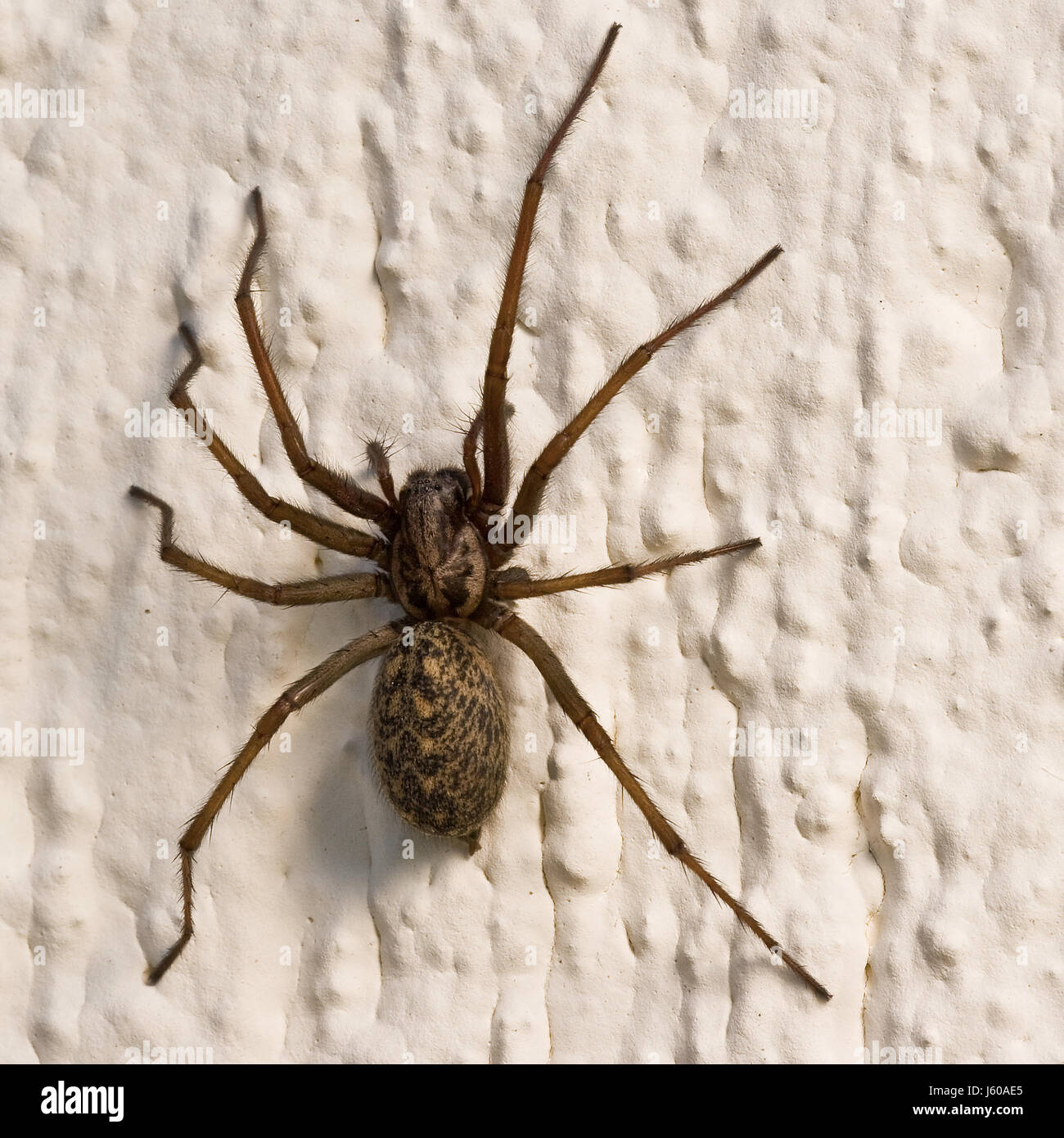 Insecte insecte araignée des grottes mur de la maison hausspinne winkelspinne tegenaria Banque D'Images
