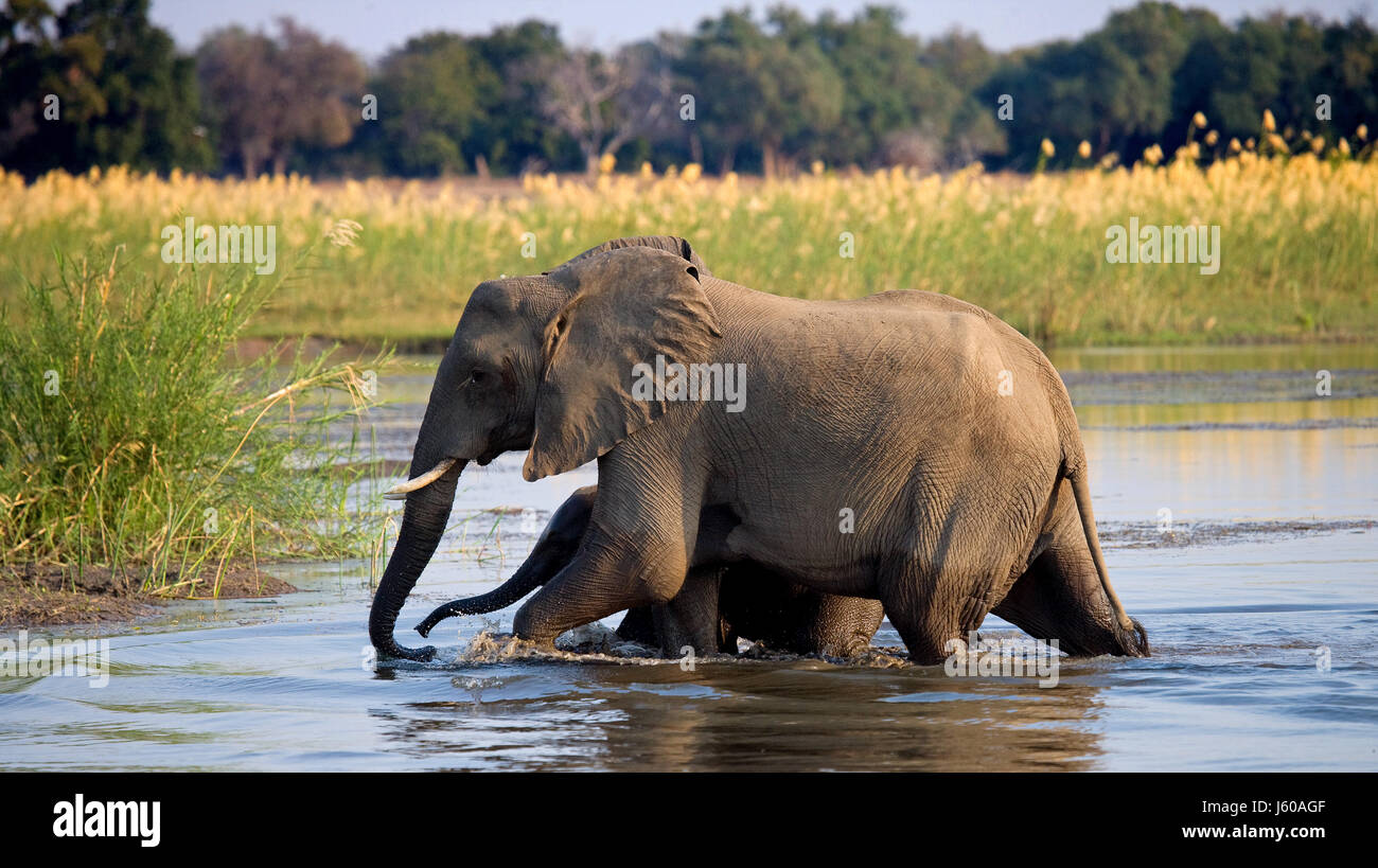 Éléphant avec bébé traversant la rivière Zambezi.Zambie. Parc national du Bas-Zambèze. Rivière Zambèze. Banque D'Images