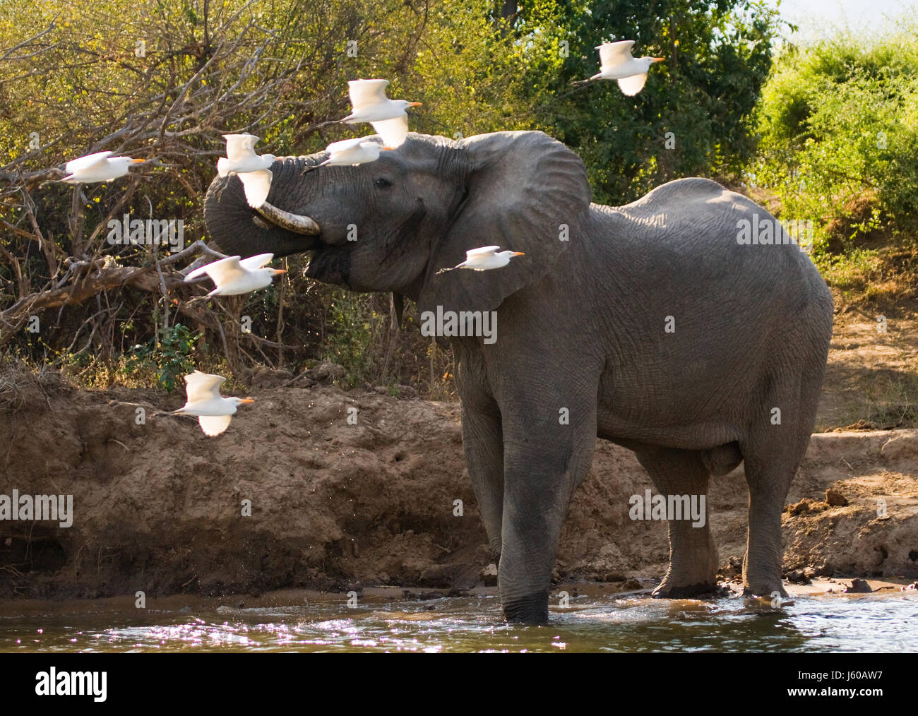 L'éléphant est entouré de hérons blancs. Zambie. Parc national du Bas-Zambèze. Rivière Zambèze. Banque D'Images