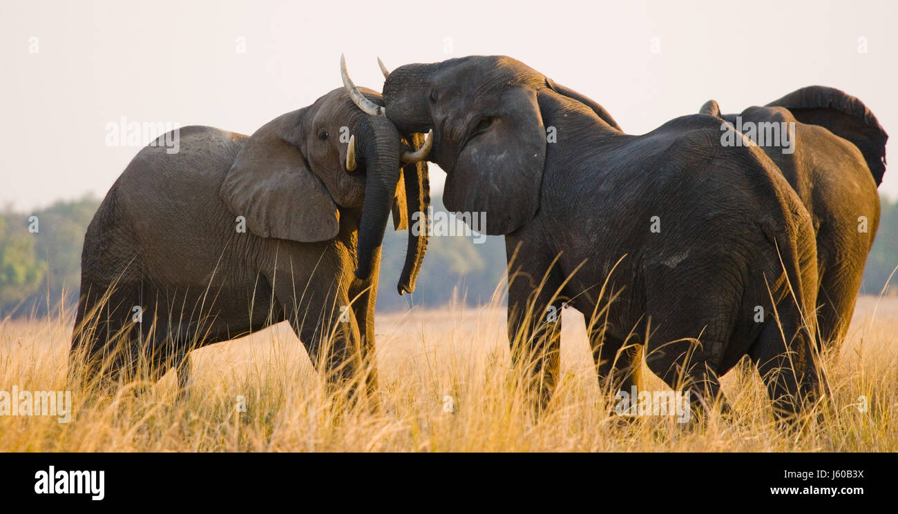 Deux éléphants jouant ensemble. Zambie. Parc national du Bas-Zambèze. Rivière Zambèze. Banque D'Images