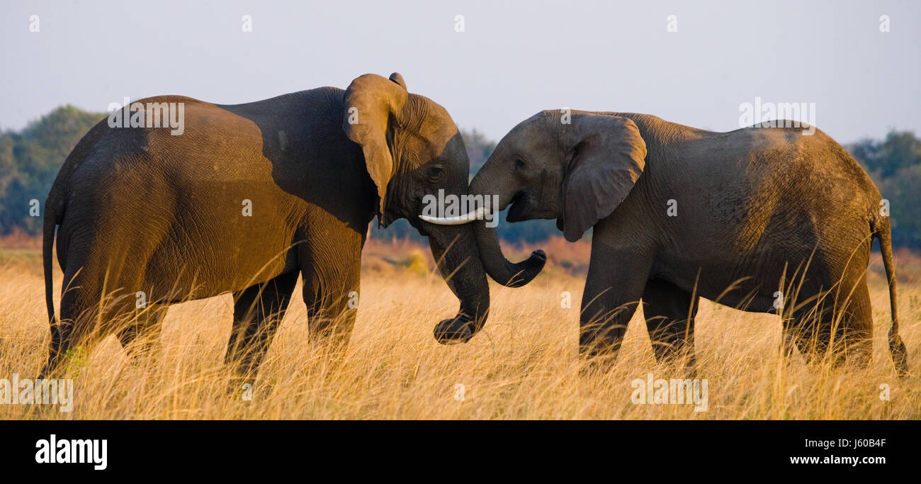 Deux éléphants jouant ensemble. Zambie. Parc national du Bas-Zambèze. Rivière Zambèze. Banque D'Images