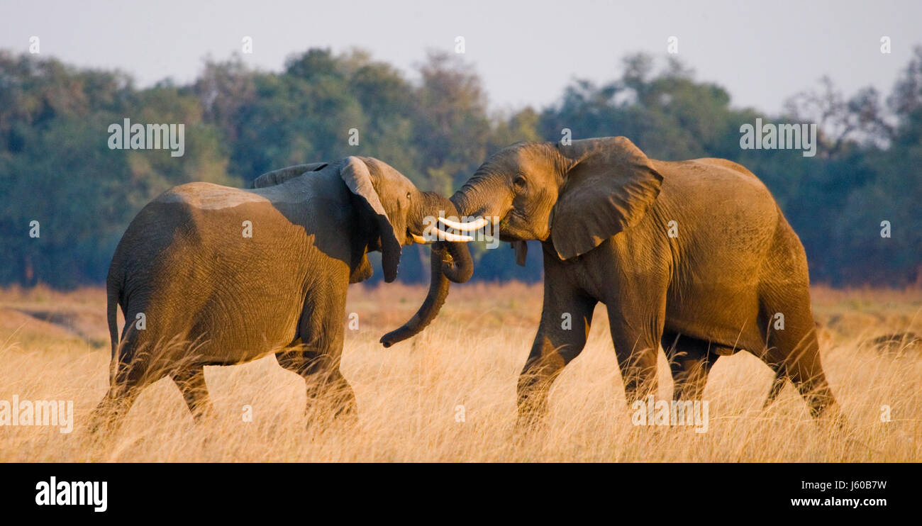 Deux éléphants de jouer les uns avec les autres. La Zambie. Lower Zambezi National Park. Fleuve Zambèze. Une excellente illustration. Banque D'Images