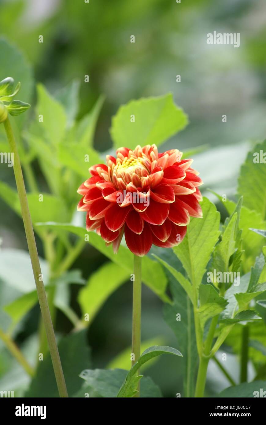 Fleur orange florissante s'épanouir petit petit dahlia court Banque D'Images