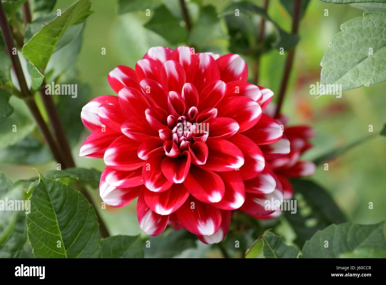 Fleur fleurir dahlia florissant arbuste décoratif enflammées red Banque D'Images