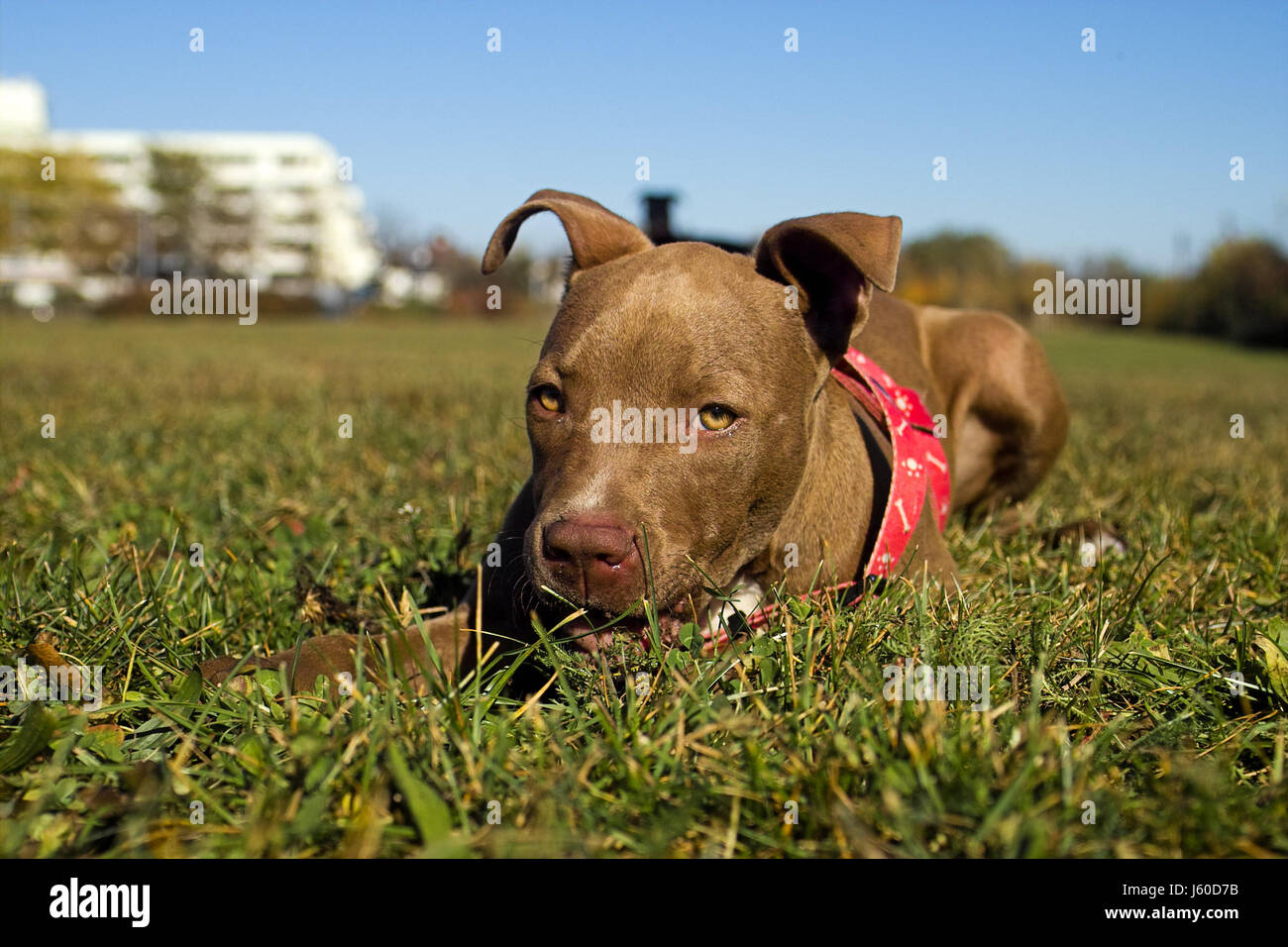 Chien animal terrier Chiots jouant le jeu de tournoi de jeu joue joué brown Banque D'Images