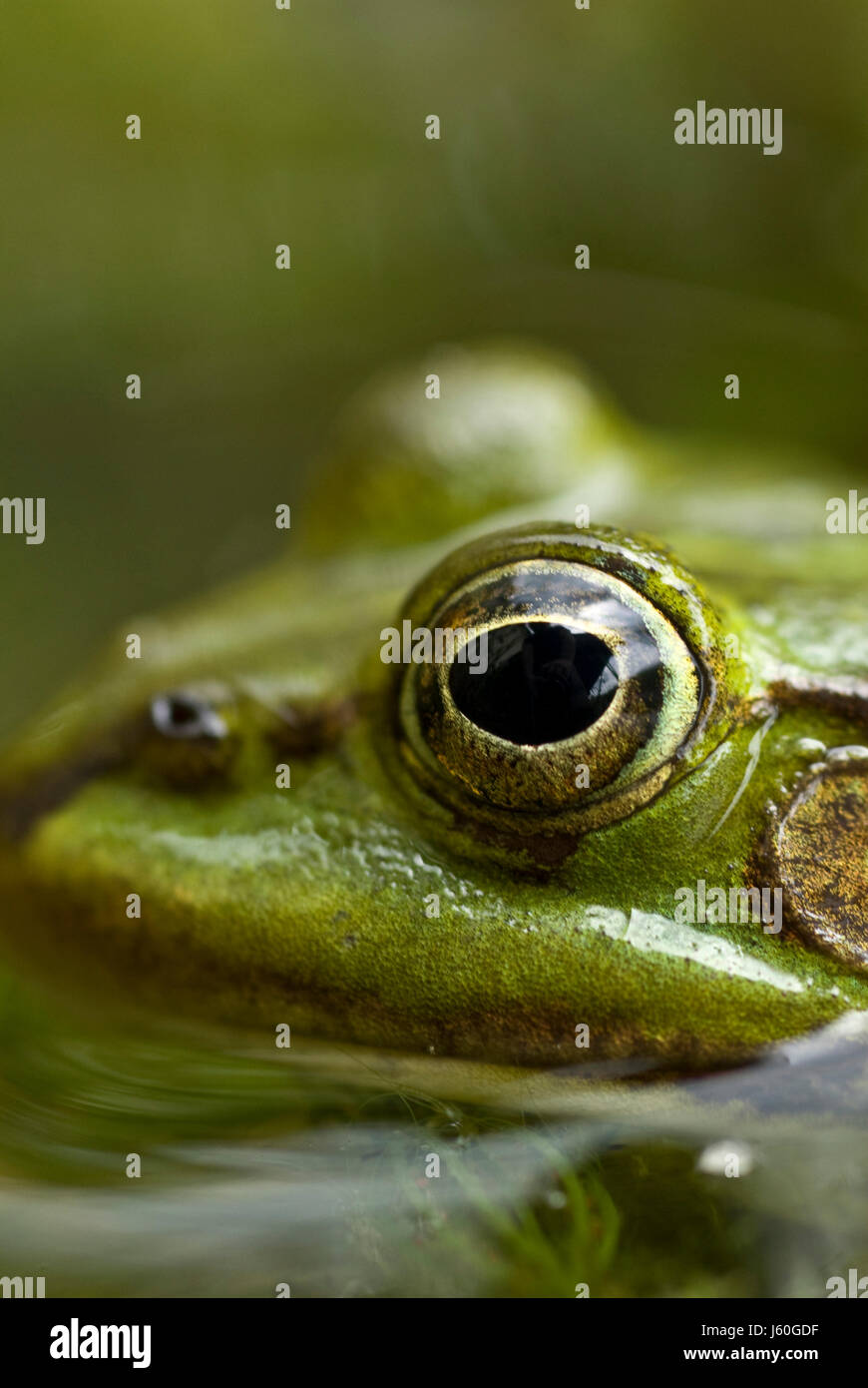 Organe de l'œil vert de l'eau de l'étang d'eau douce grenouille macro tête close-up admission macro Banque D'Images