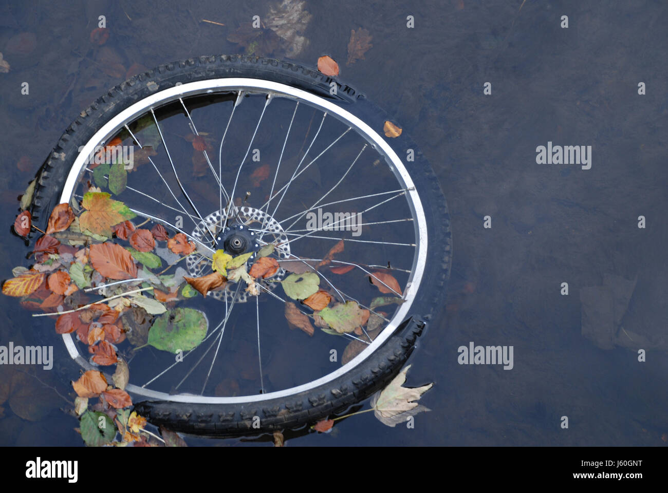 Les feuilles de l'eau douce de l'eau étang rayons vélo randonnée automne feuillage Banque D'Images