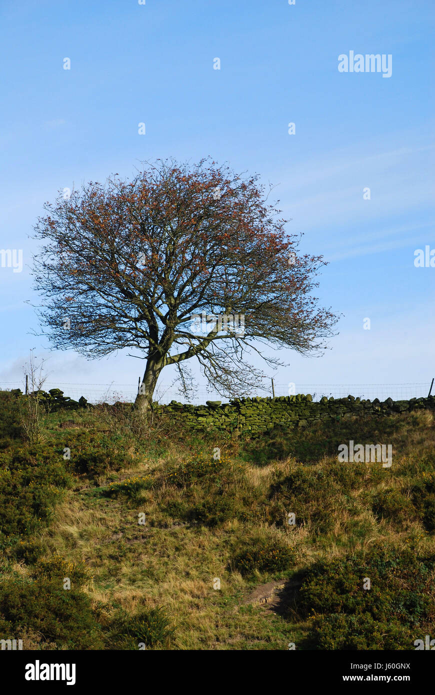 Arbre arbres paysage paysage champ hill nature campagne firmament sky meadow Banque D'Images