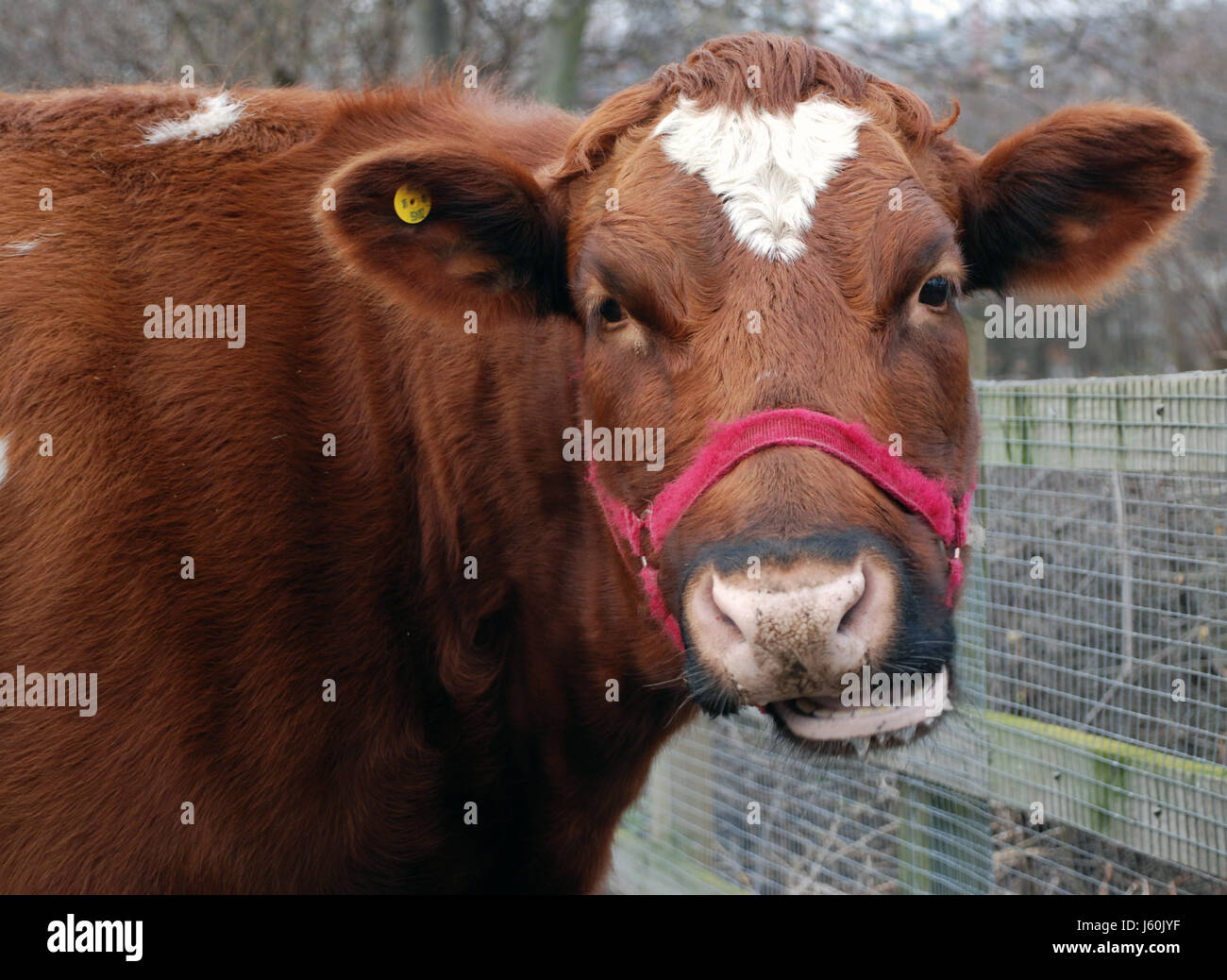 Bride de mammifères de l'espèce bovine Vache attitude ferme mammifères bovins brunâtre brun brunette Banque D'Images