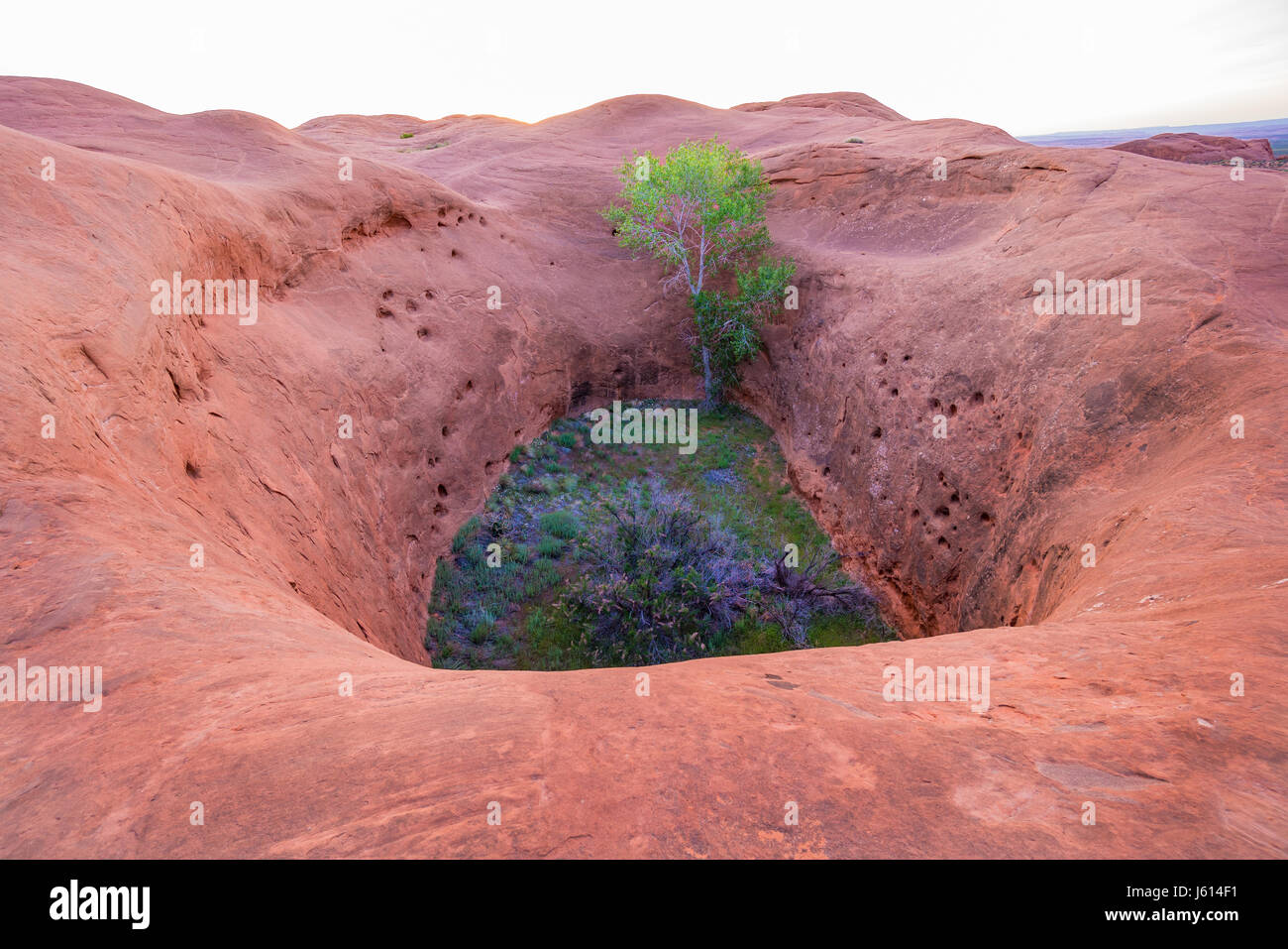 Arbre qui pousse dans la fosse dans les formations rocheuses au Dance Hall Rock dans le sud de l'Utah, Banque D'Images