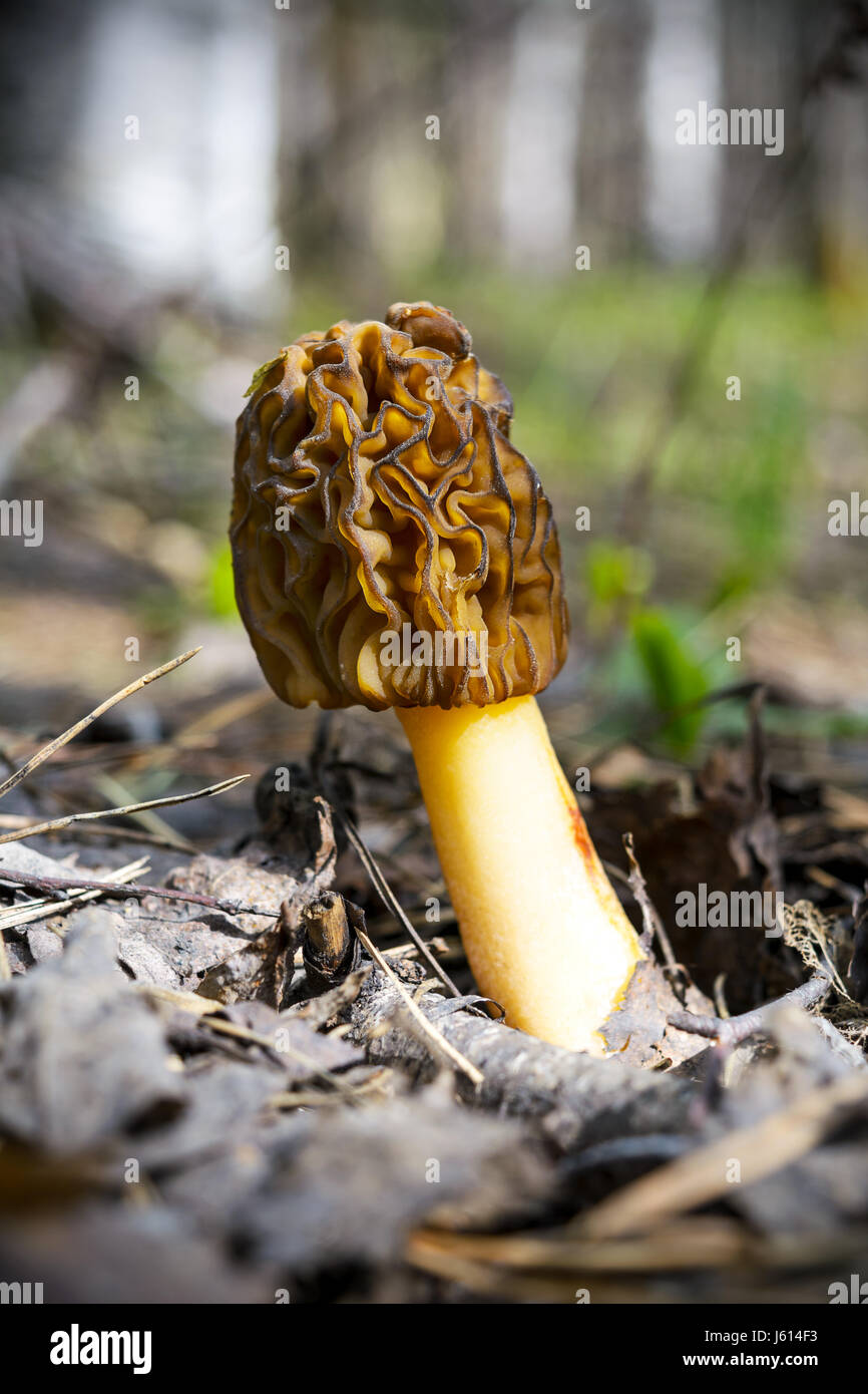 Morille noire Morchella conica,. La culture des champignons comestibles dans la forêt au printemps. Banque D'Images