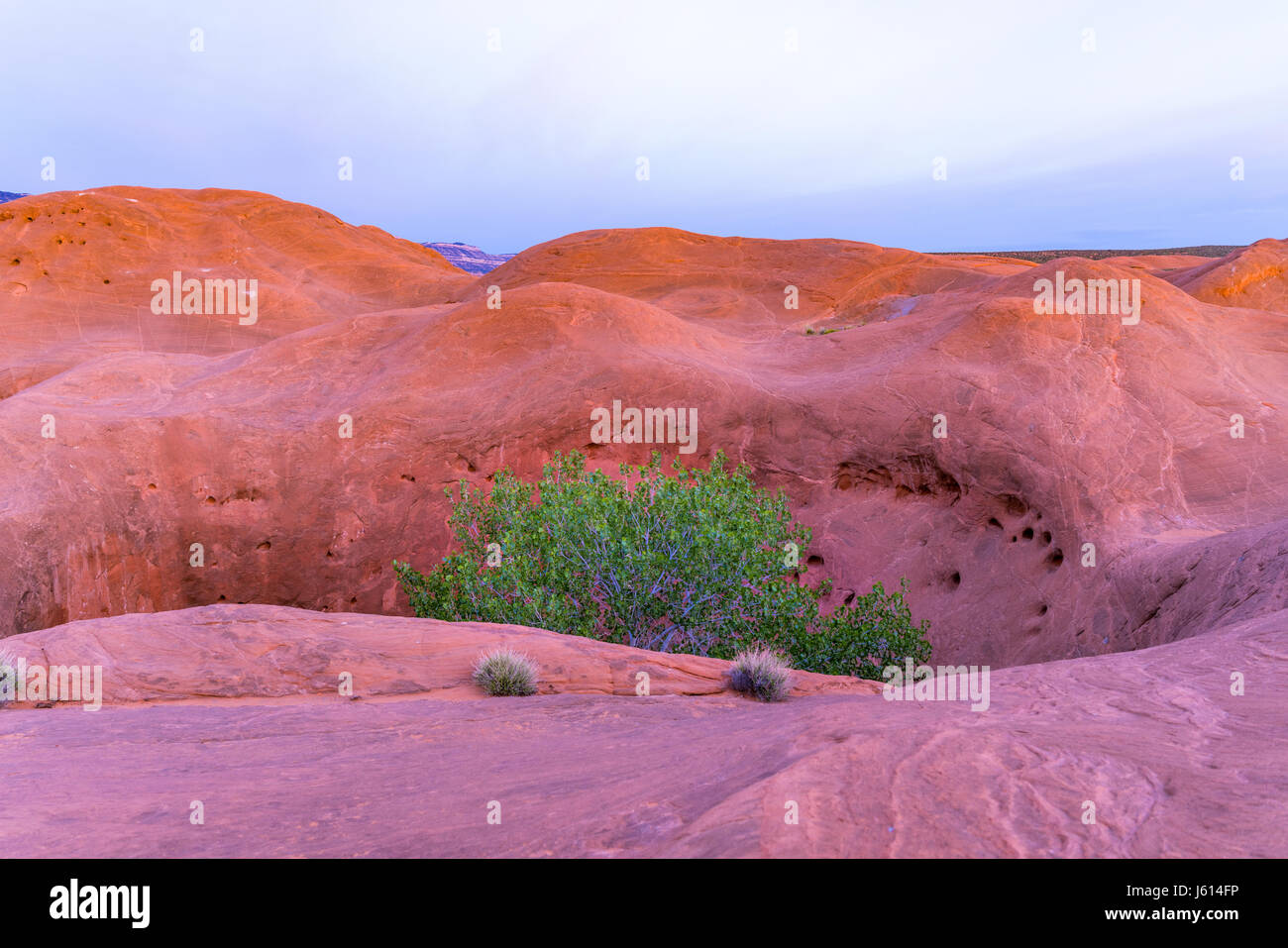 Arbre qui pousse dans la fosse dans les formations rocheuses au Dance Hall Rock dans le sud de l'Utah, Banque D'Images