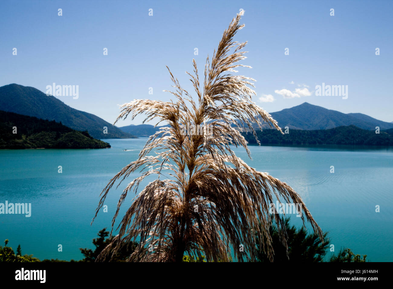 Voir l'île du Sud Nouvelle-zélande Marlborough Ocean Banque D'Images