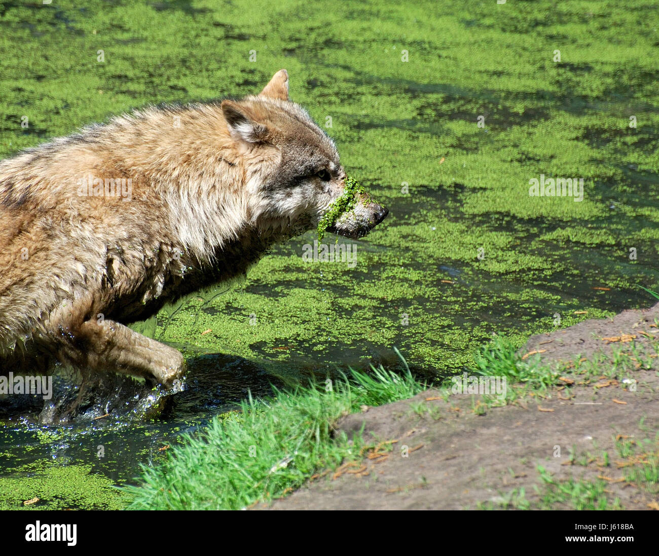 Animal,Animaux,loup,loup,parc de la faune sauvage,animal,wildtiere wolfsgehege, Banque D'Images