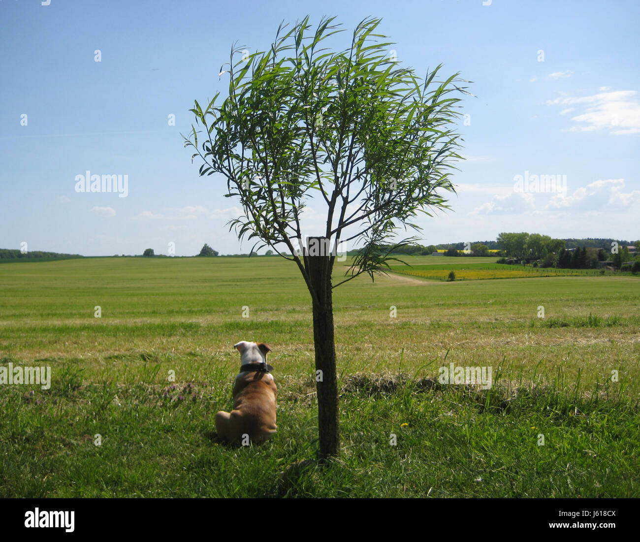 Chiot bouledogue anglais ancien type Banque D'Images