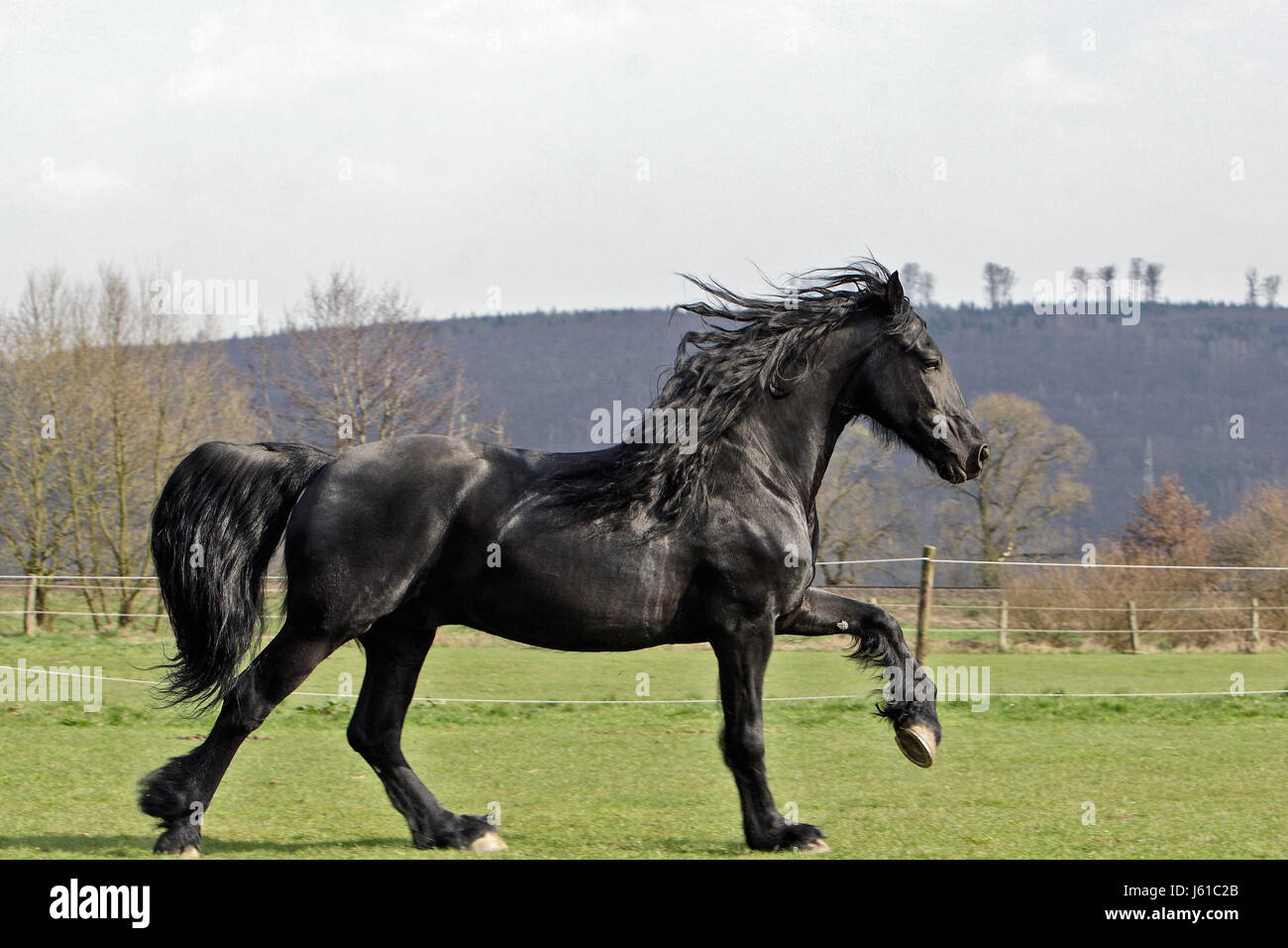 frison Banque D'Images