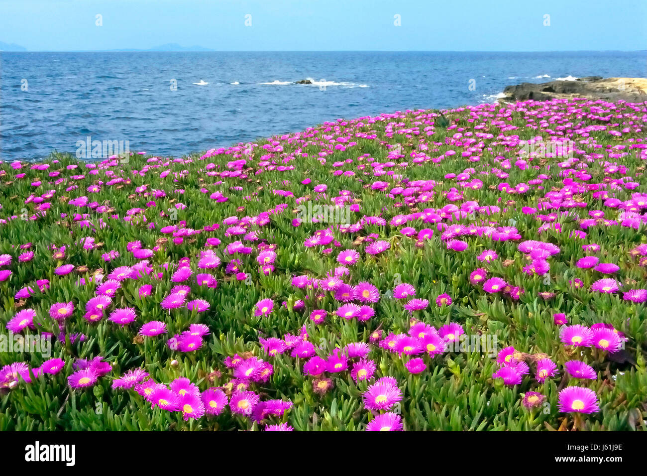 Plante fleur fleurs bleu ciel de la côte d'eau salée ciel mer océan eau Banque D'Images