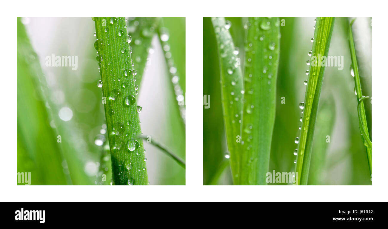 Les lames vertes prairie pelouse rosée vert frais herbe lames croître mow meadow Banque D'Images