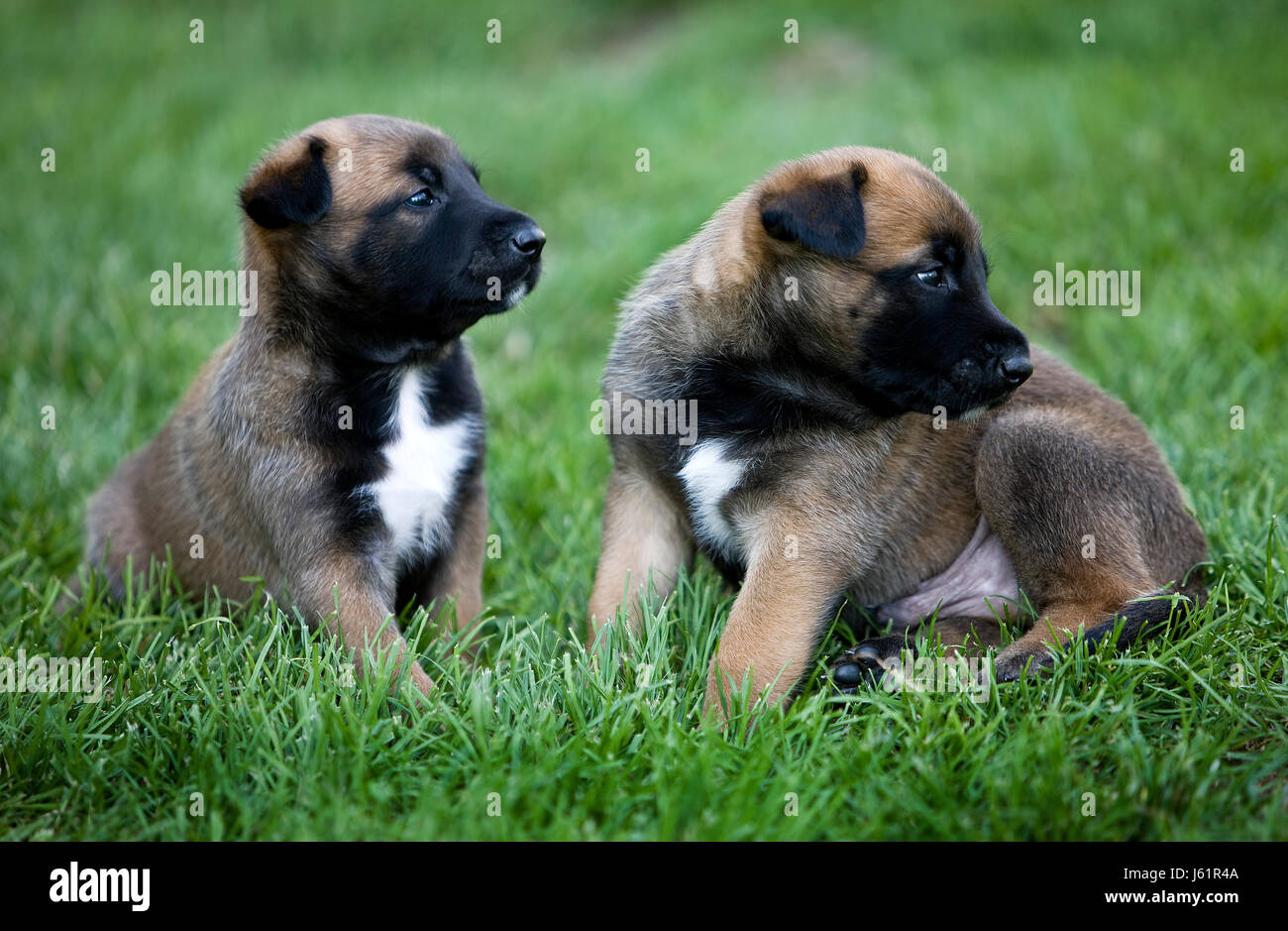 Bebe Chien Cub Jeune Jeunes Chiots Petits Pupies Bebe Cub Chien Belge Au Mali Photo Stock Alamy Bebe Chien Cub Jeune Jeunes Chiots Petits Pupies Bebe Cub Chien Belge Au Mali Photo Stock Alamy