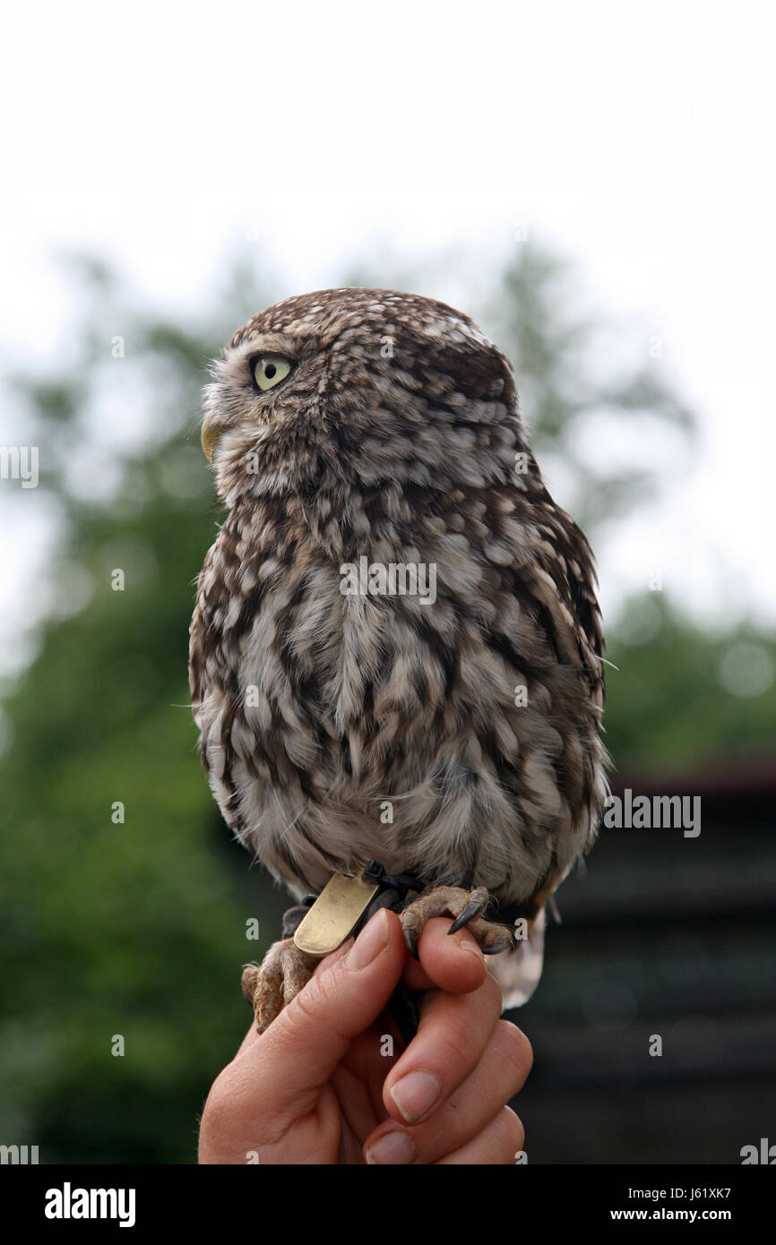 Hibou Banque D'Images