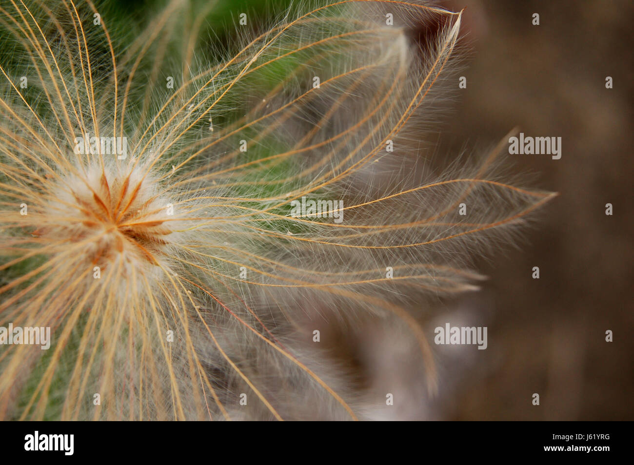 Macro Macro close-up admission vue rapprochée plumes d'alpine plante macro Banque D'Images