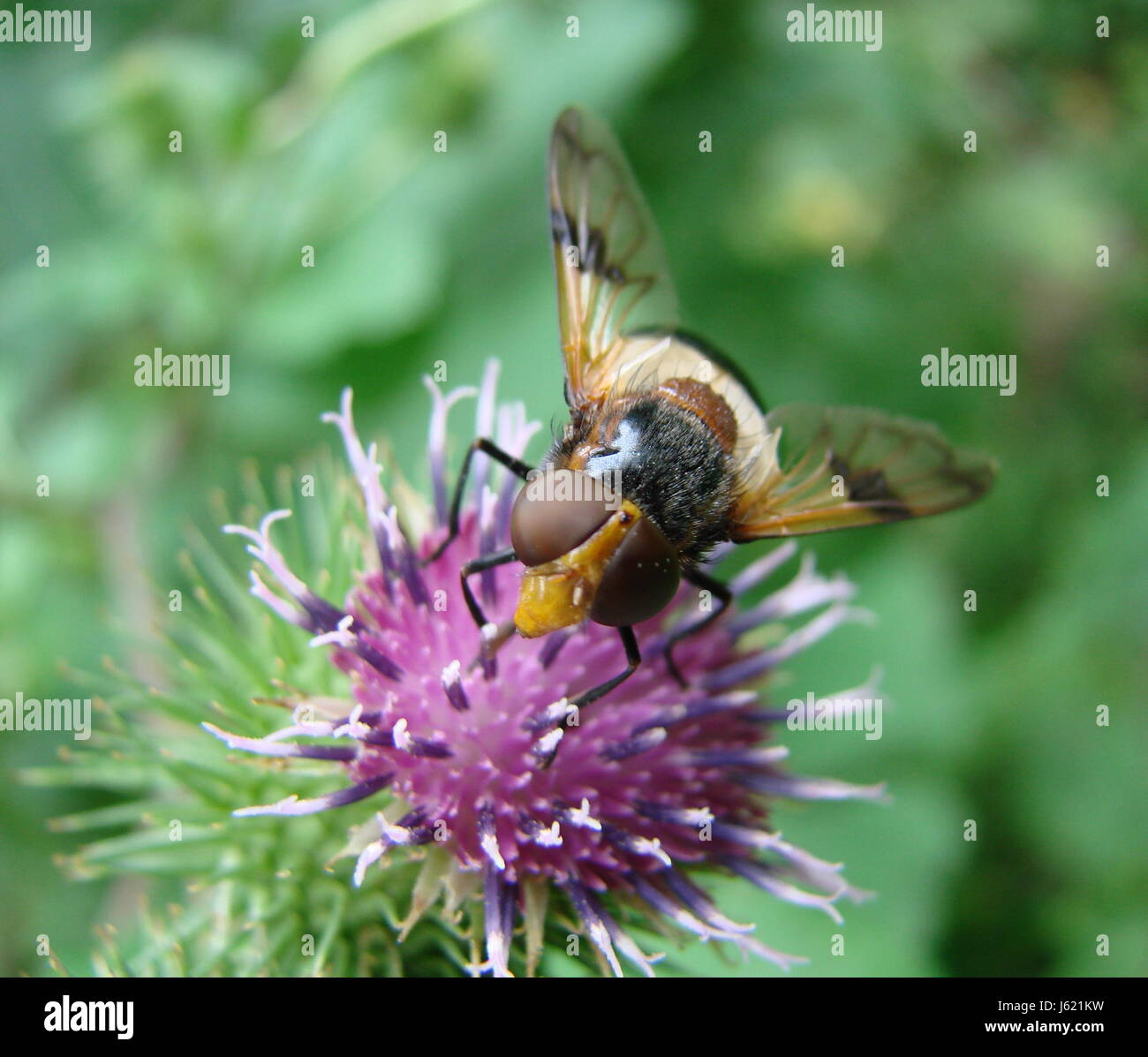 Insecte insectes Mouche mouche nature waldschwebefliege kratzdistel plante chardon Banque D'Images